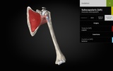 Anatomyka - 3D Anatomy Atlas screenshot 4