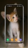 Kitten Wallpapers screenshot 3