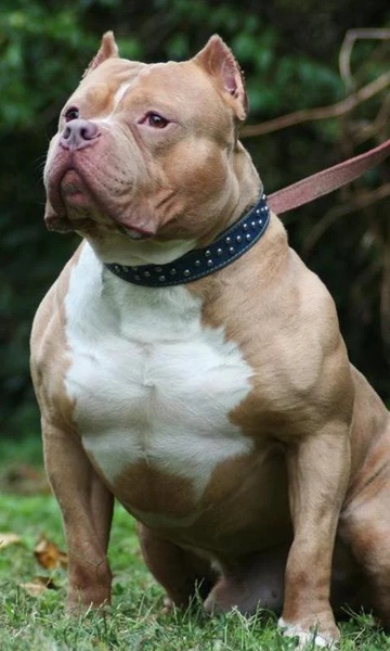 PitBulls Wallpapers - Preview 3
