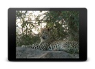 Leopard Video Live Wallpaper screenshot 4