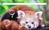 Cute Panda Live Wallpaper screenshot 1