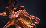 Octopus Live Wallpaper screenshot 1