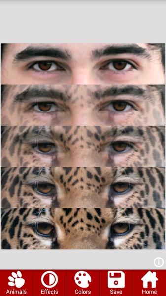 AnimalFaces - Preview 7