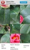 PhotoPuzzle - Flowers free screenshot 5