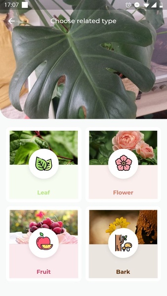 LeafSnap - Preview 2