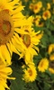 Sunflower Wallpaper screenshot 14