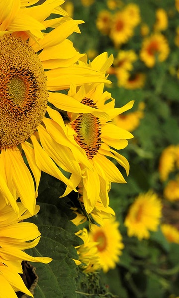 Sunflower Wallpaper - Preview 14