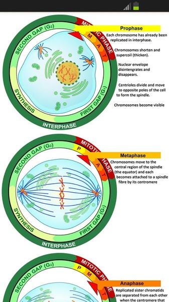 A Level Biology - Preview 5