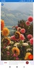 Spring Wallpaper: HD images, Free Pics download screenshot 4