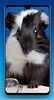 Guinea Pig Wallpaper HD screenshot 7