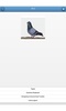 Breeds of pigeons - quiz screenshot 3