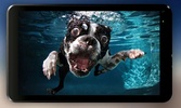 Dogs Underwater Live Wallpaper screenshot 2