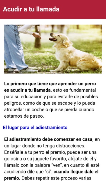 Como adiestrar un perro - Preview 5