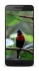 Birds Video Wallpaper Pro screenshot 3