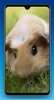 Guinea Pig Wallpaper HD screenshot 9