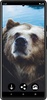 Bears Wallpapers screenshot 3
