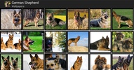 Wallpapers of German Shepherds screenshot 2