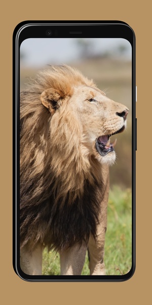 Lion Wallpaper - Preview 2