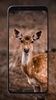 Deer Wallpapers screenshot 2