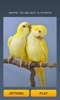 Cute Birds Puzzle screenshot 2