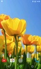Tulips 4K Video Live Wallpaper screenshot 3