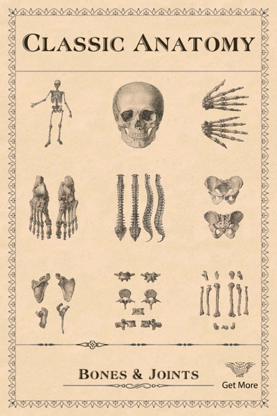 Classic Anatomy - Preview 6
