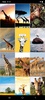 Giraffe Wallpapers screenshot 2