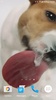 Dog Licks Screen Video LWP screenshot 8