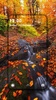 Autumn Wallpaper screenshot 1