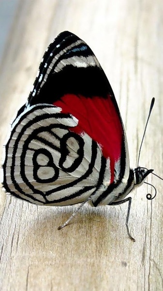 Butterflies Live Wallpaper - Preview 6