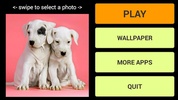 Puppies Jigsaw Puzzle + LWP screenshot 7
