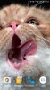 Cat Shake HD Live Wallpaper screenshot 11