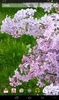 Lilacs Live Wallpaper screenshot 5