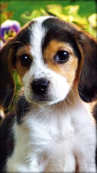 Puppies Live Wallpaper - Preview 2
