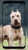 Pitbull Wallpaper screenshot 7