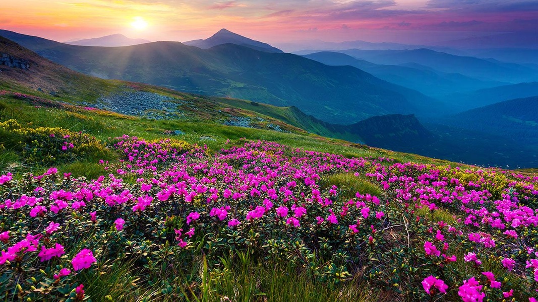 Mountain Flower Live Wallpaper - Preview 1