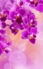 Flowers Live Wallpaper screenshot 7