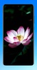 Lotus Wallpaper HD screenshot 16