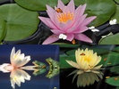 Water Lily Screensaver screenshot 1