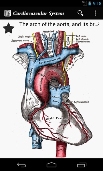 Grays Anatomy 2012 Lite - Preview 5