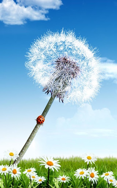 Dandelion Live Wallpaper - Preview 5