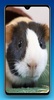 Guinea Pig Wallpaper HD screenshot 13