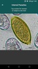 CAPC Internal Parasites ID screenshot 2