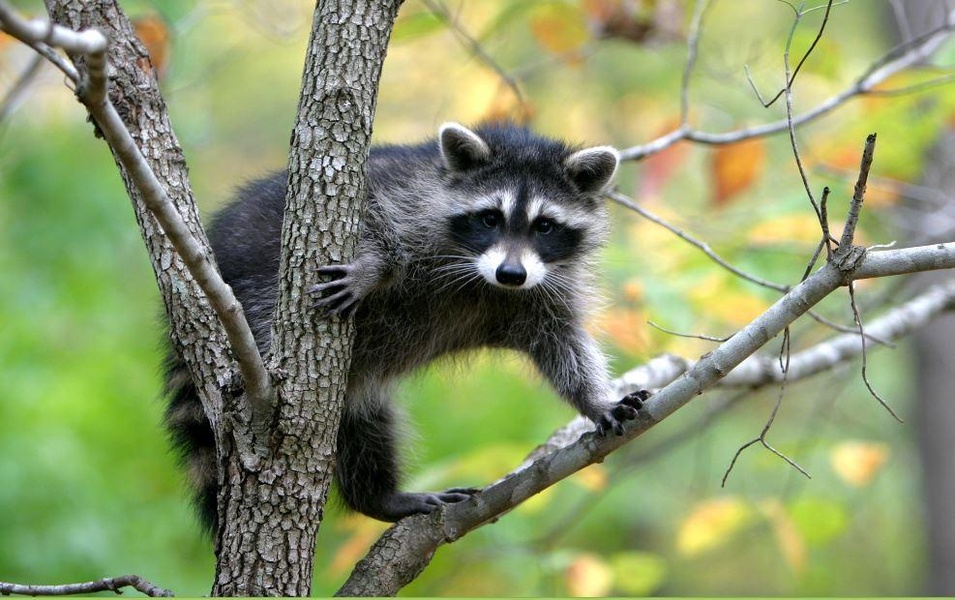 Puzzle - Wild Animals - Preview 1