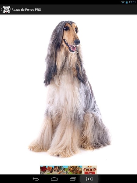 Dog Breeds PRO - Preview 11