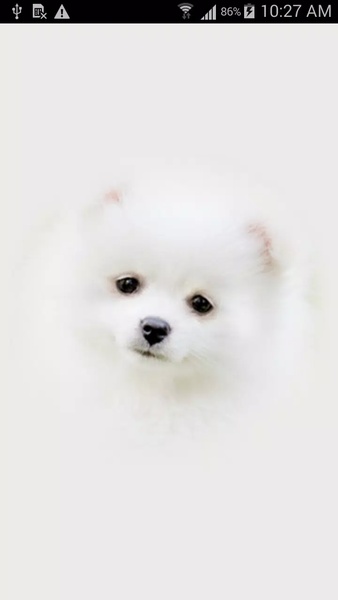 Cute Puppy Wallpapers - Preview 1