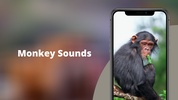 Monkey Sounds screenshot 10