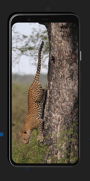 Leopard Wallpapers - Preview 7