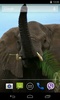 Animals of Africa Video LWP screenshot 4