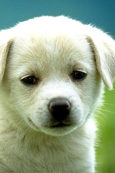 Dog Wallpaper - Preview 10